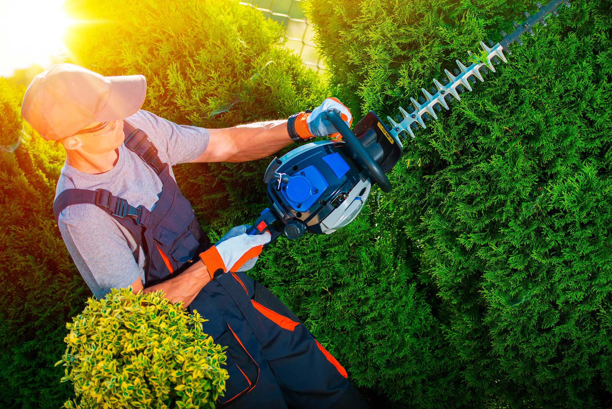 Tree &amp; Bush Trimming | Small Tree Removal